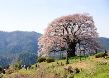 醍醐桜