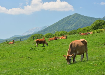 蒜山高原